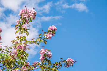 Fresh pink flowers of a blossoming apple tree on blue cloudy sky background