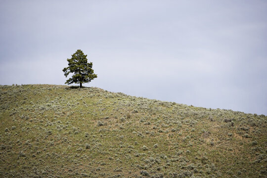 Tree on Hill, British Columbia, Canada