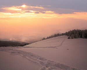 Winter evening  calm mountain landscape with fir trees  on slope (Kukol Mount, Carpathian Mountains, Ukraine).