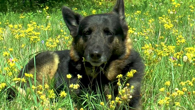 German Shepherd Springtime Happy Dog in Yellow Field of Flowers in Texas