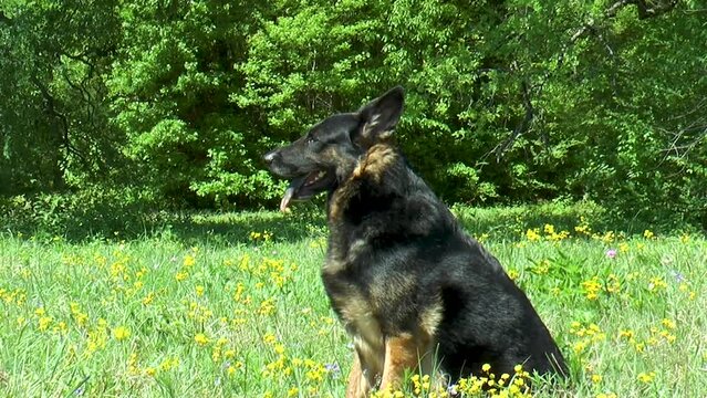 German Shepherd Sitting Springtime in Yellow Field of Flowers in Texas
