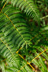 detail of green leaves of fern plant