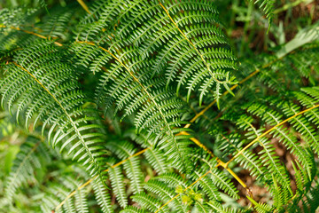 detail of green leaves of fern plant