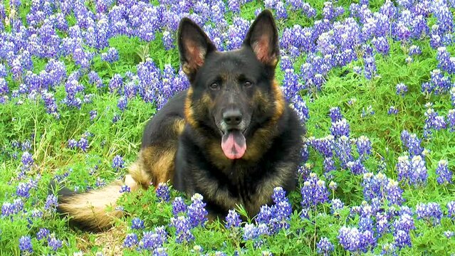 German Shepherd Texas Bluebonnets Laying Down Springtime