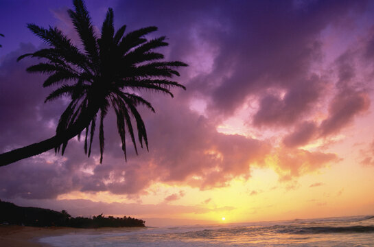 Palm Tree at Sunset, Oahu, Hawaii, USA