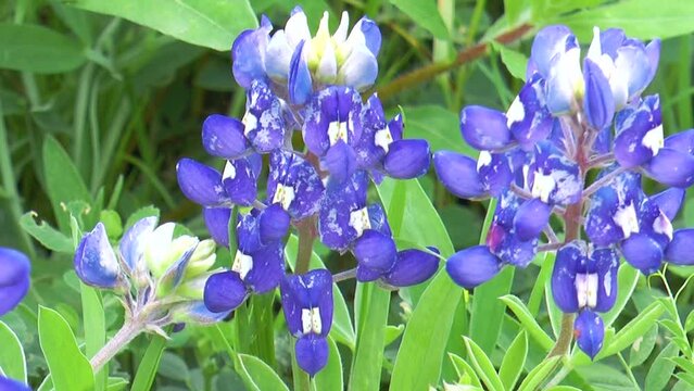 Texas Bluebonnets in Spring, Close-up