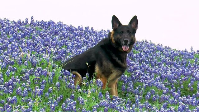 German Shepherd Texas BlueBonnets Hillside Sitting Springtime