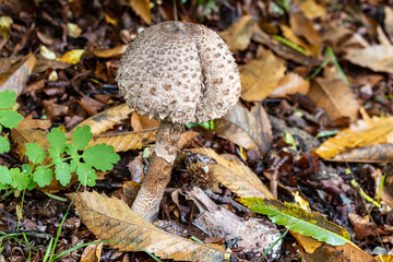 A mushroom in our forrest in the Netherlands.