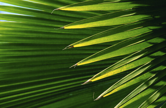 Palm Leaves, Hawaii, USA