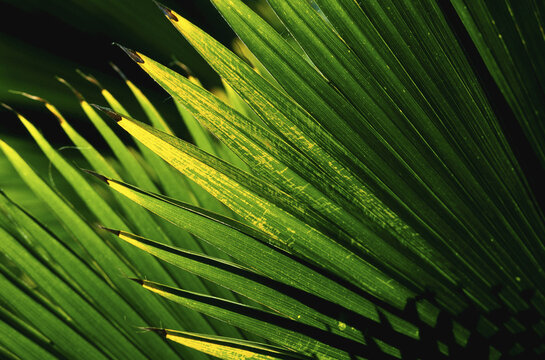 Palm Leaves, Hawaii, USA