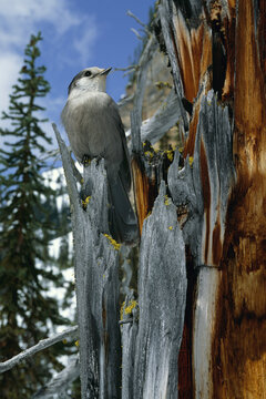 Grey Jay, British Columbia, Canada