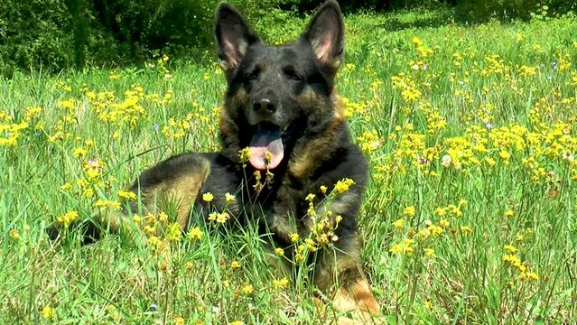 German Shepherd Springtime Side in Yellow Field of Flowers