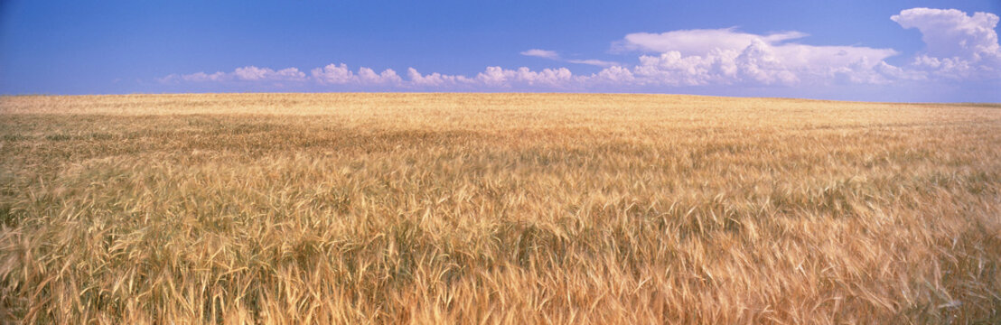 Barley Field, Foremost, Alberta, Canada