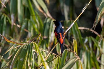 Scarlet minivet or Pericrocotus speciosus observed in Latpanchar in West Bengal