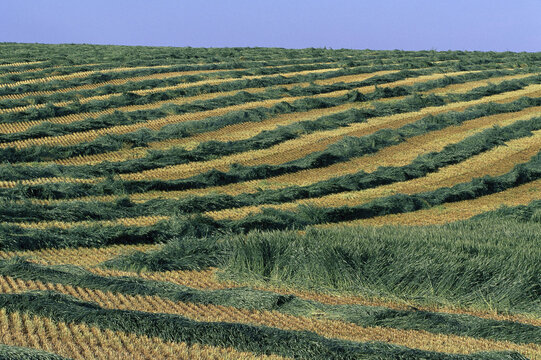 Overview of Field Crop, Airdrie, Alberta, Canada