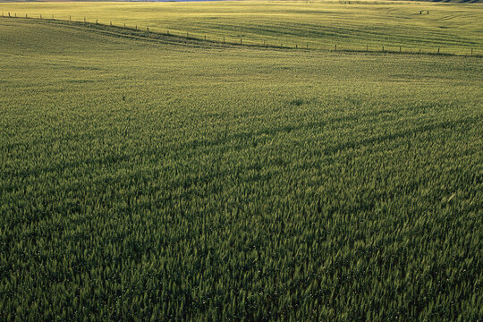 Barley Field, Crossfield, Alberta, Canada