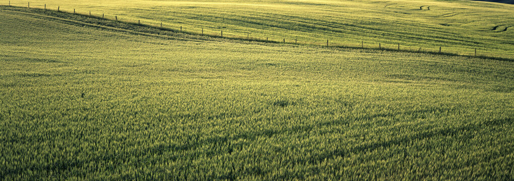 Barley Field, Crossfield, Alberta, Canada