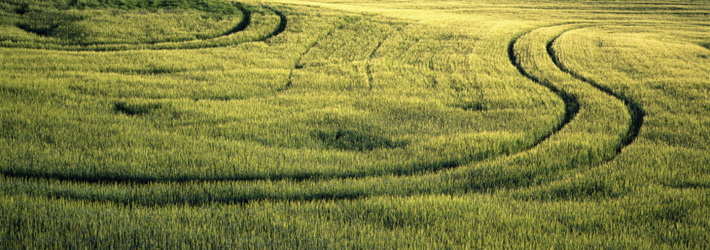 Barley Field, Crossfield, Alberta, Canada