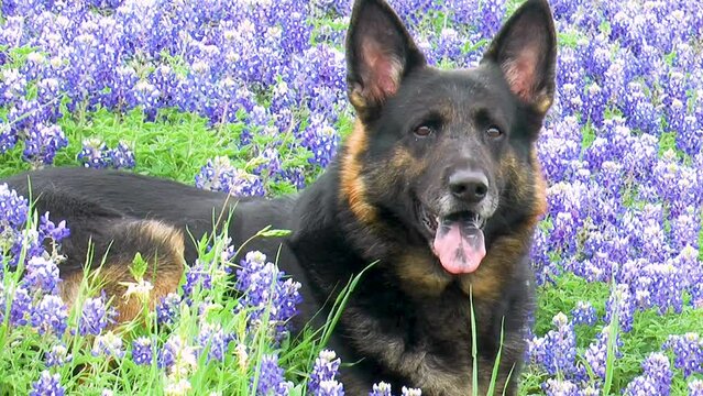 German Shepherd Laying Happily in Bluebonnets for Spring in Texas