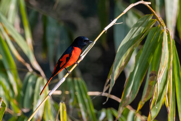 Scarlet minivet or Pericrocotus speciosus observed in Latpanchar in West Bengal