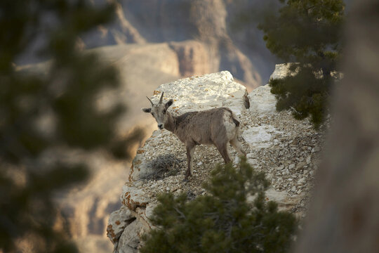 Mountain Goat, Grand Canyon, Arizona, USA