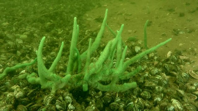 A large amount of suspended matter carried by the river current serves as food for Freshwater sponge (Spongilla lacustris).