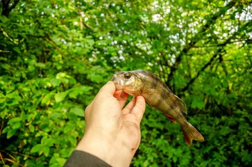 Perch fish in the hand of the angler