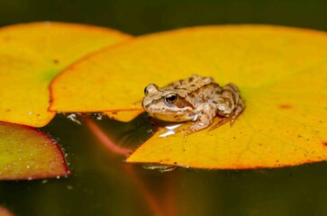 Frog on a yellow water lily.