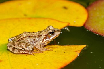 Frog sits on a leaf of a yellow water lily.