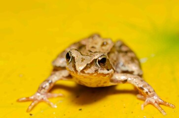 Brown frog sits on a yellow water lily leaf.