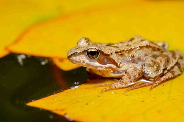 Brown frog sits on a yellow water lily leaf.