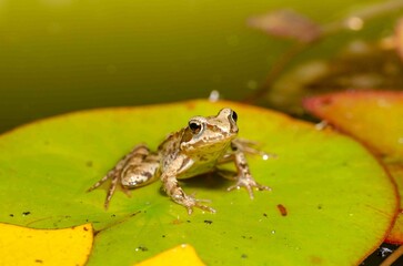 Brown frog sits on a leaf of a water lily.
