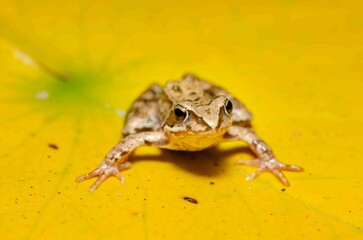 Brown frog sits on a yellow water lily leaf.