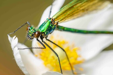 Green dragonfly with big eyes sits on a white flower.