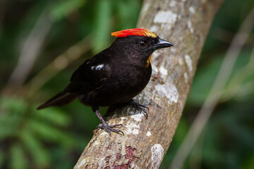 Flame-crested tanager (Loriotus cristatus)