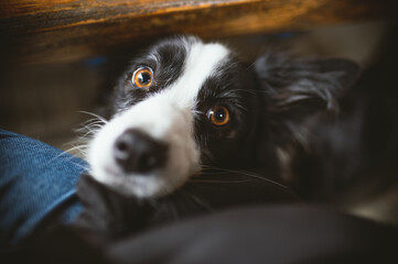 Fototapeta na wymiar border collie dog looking to the camera, detail of the face, brown eyes