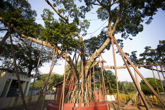Lam Tsuen Wishing Tree, New Territories, Hong Kong, China