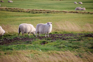 Group of icelandic sheep grazing