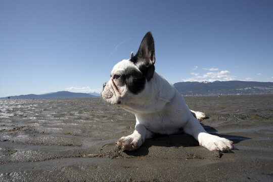 Portrait of French Bulldog Lying on Beach
