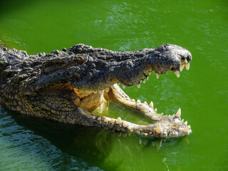 Crocodile dans l'eau. 