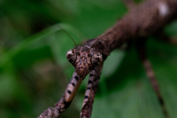 Mante religieuse sur une feuille.