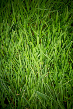 Grass, Bradford, Ontario, Canada