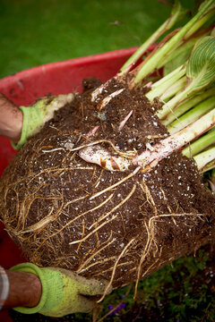 Hosta Root Ball in Wheelbarrow, Bradford, Ontario, Canada