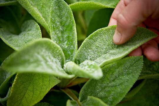 Close-up of Man touching Lamb's Ear, Toronto Botanical Garden, Toronto, Ontario, Canada