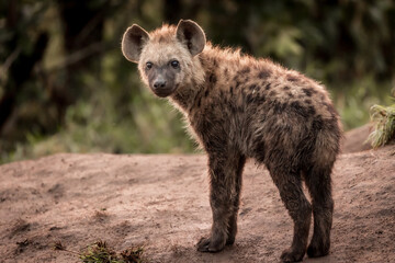 Young Hyena ii