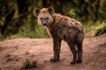  young hyena  © Tai