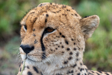 Cheetah portrait as it sits in the grass in Serengeti National Park Tanzania, close up of face