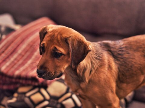Boxador Puppy Looking Cute - Labrador Boxer Mix