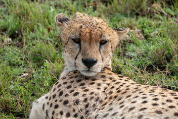 Naklejka na ściany i meble Striking portrait of a cheetah looking at camera, in Tanzania - Serengeti National Park