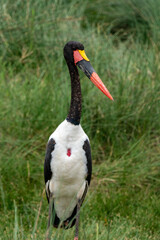Saddle-billed Stork bird in the grass - Tanzania, Serengeti National Park